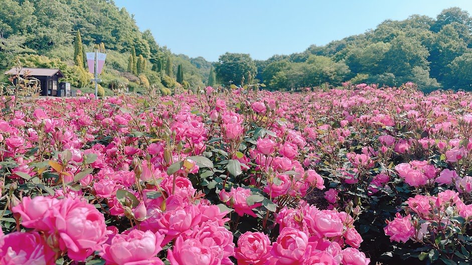 🌹 기후 세계 장미 정원(기후 와루도 로즈 가덴) 이미지 7